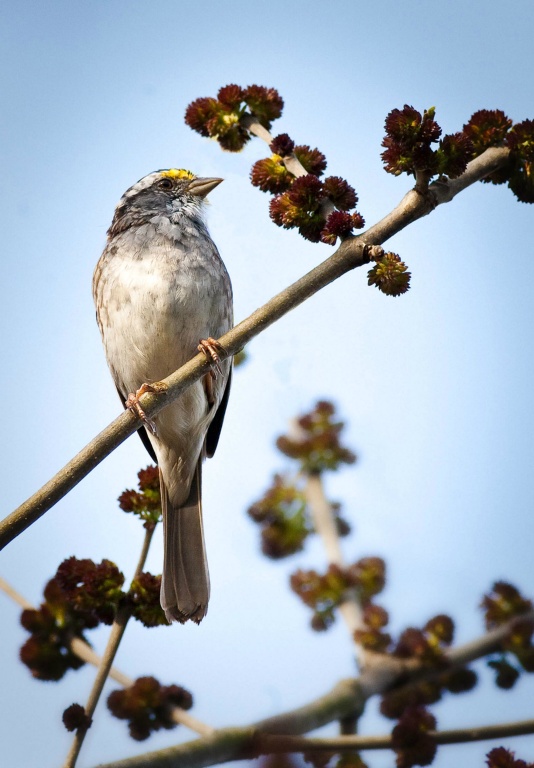 White Throated Sparrow